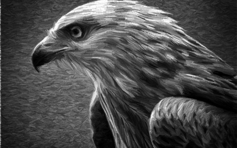 Орёл чёрно белый