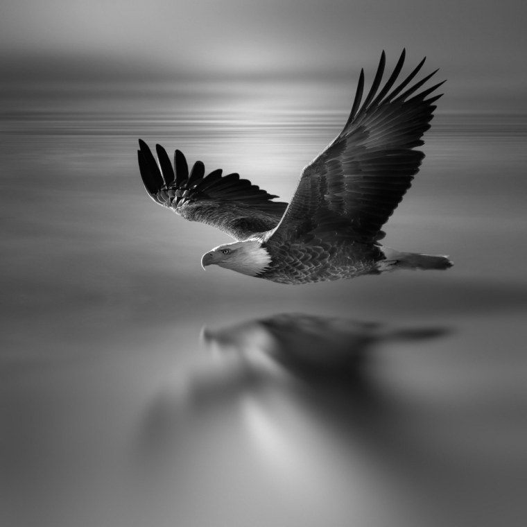 Орел черно белый