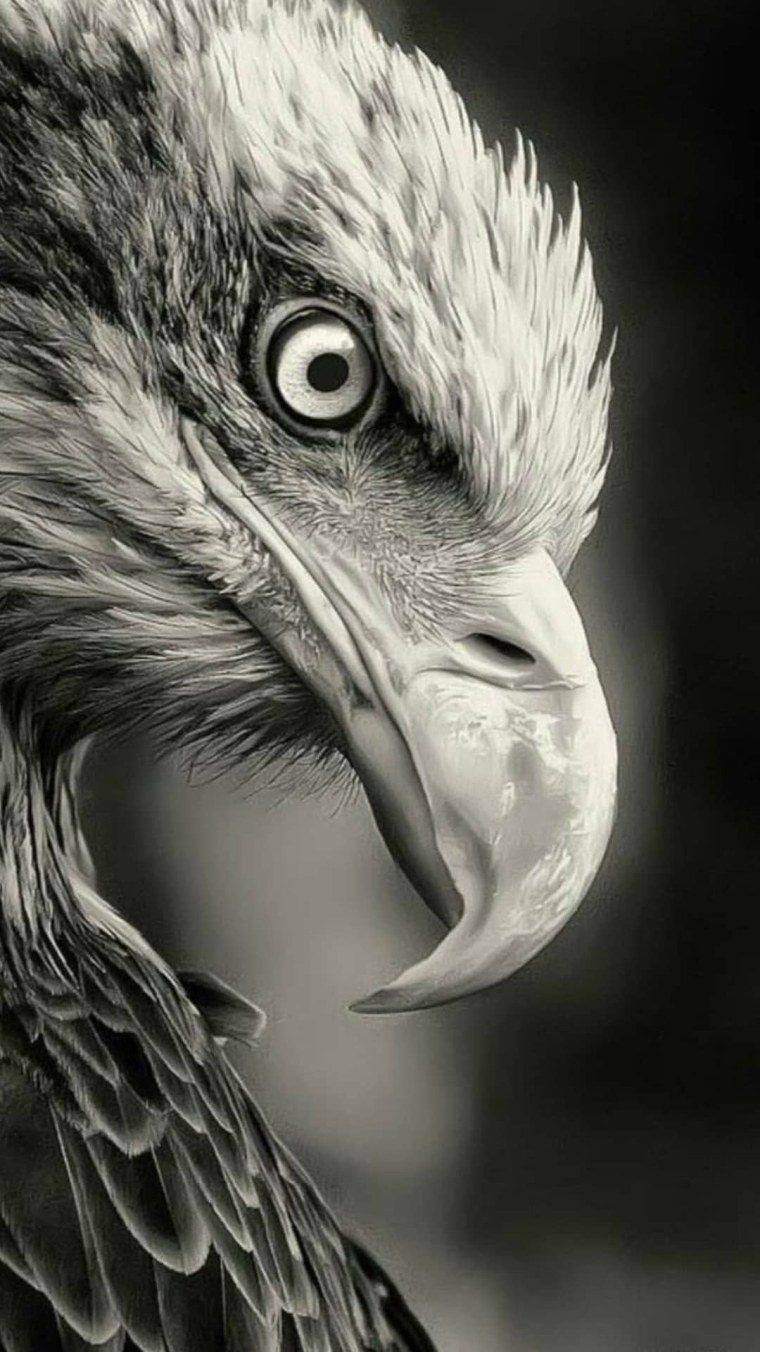 Гордые Орлы