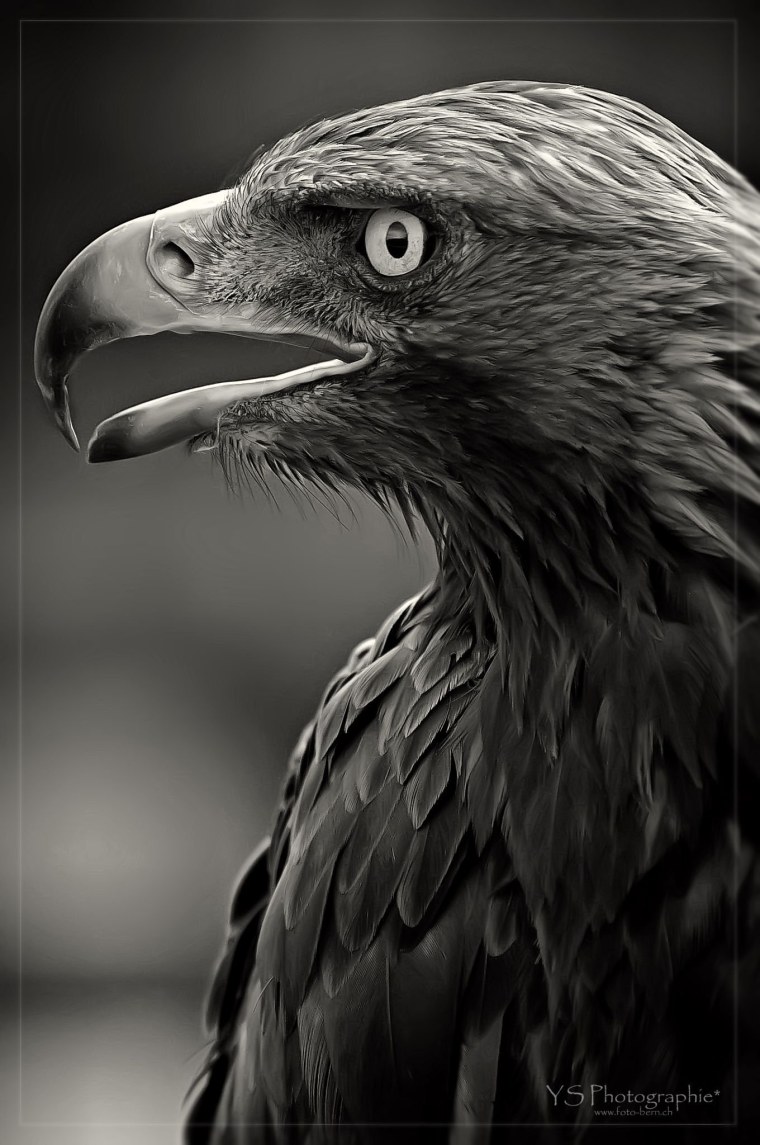 Орел Беркут черный