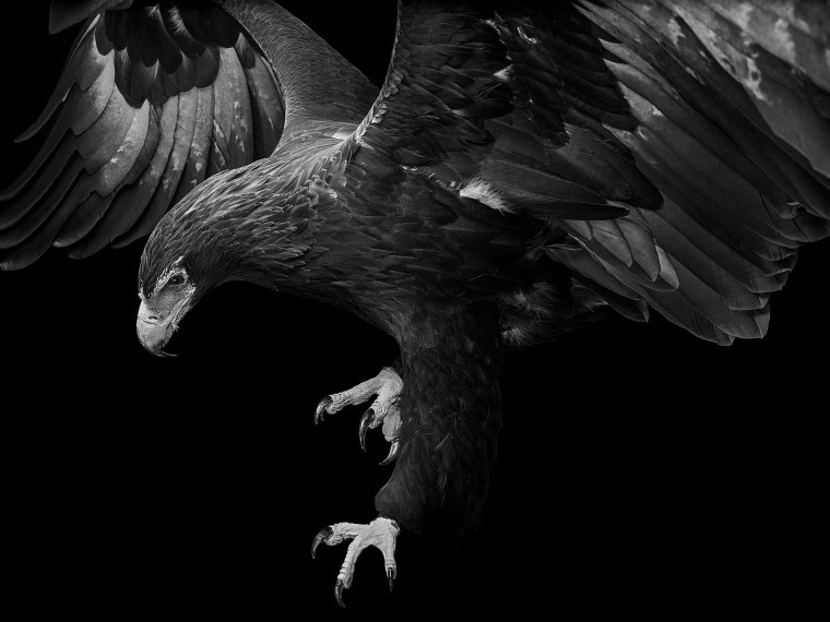 Черный Орел