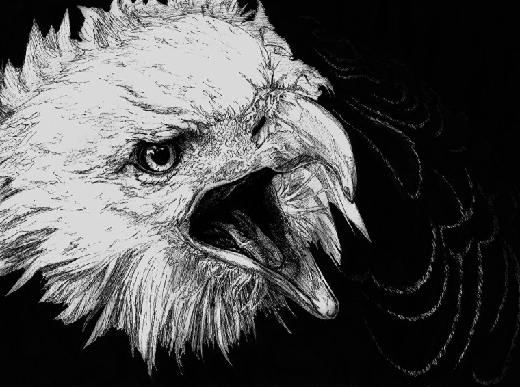 Орел черно белый