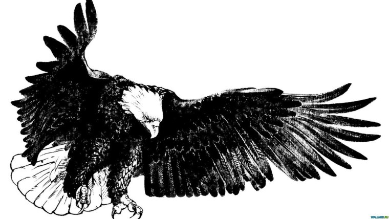 Орел с расправленными крыльями Графика