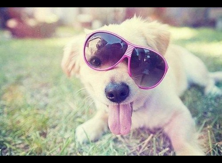 Собака в очках