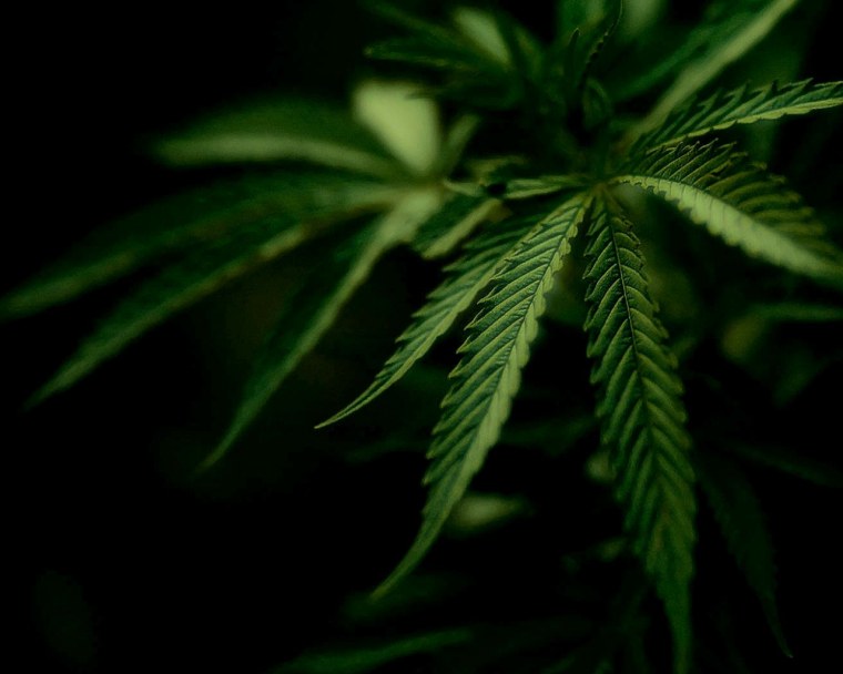 Конопля на рабочий стол