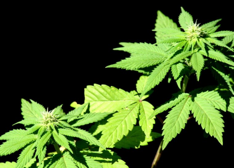 Конопля обои