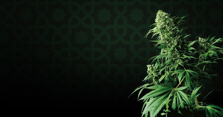 Канабис фон