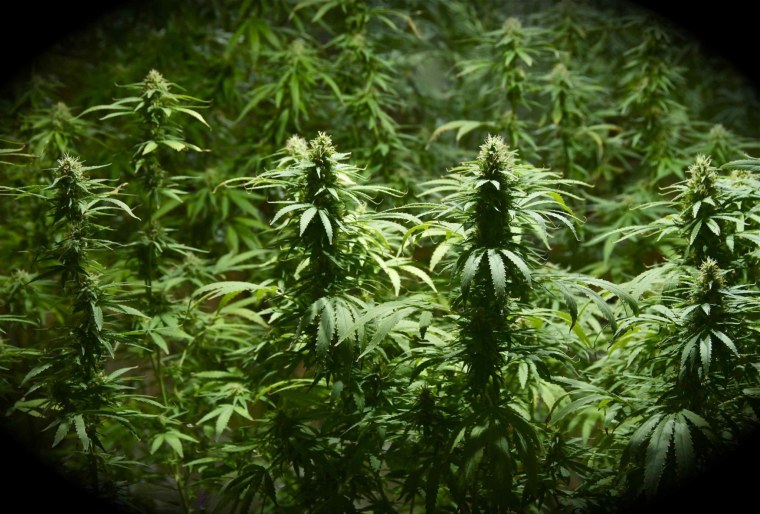 Марихуана обои