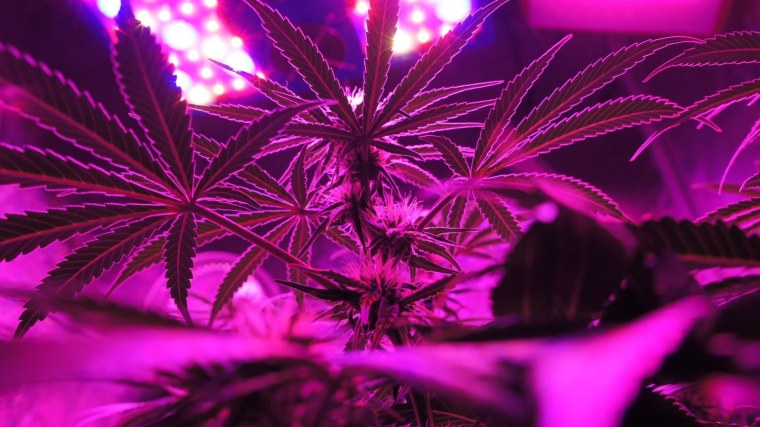 Канабис неон