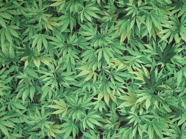 Марихуана 1000x1000