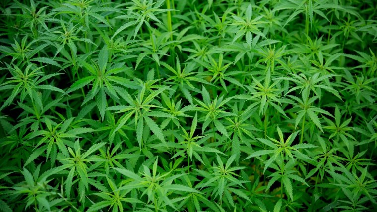 Обои на рабочий стол марихуана