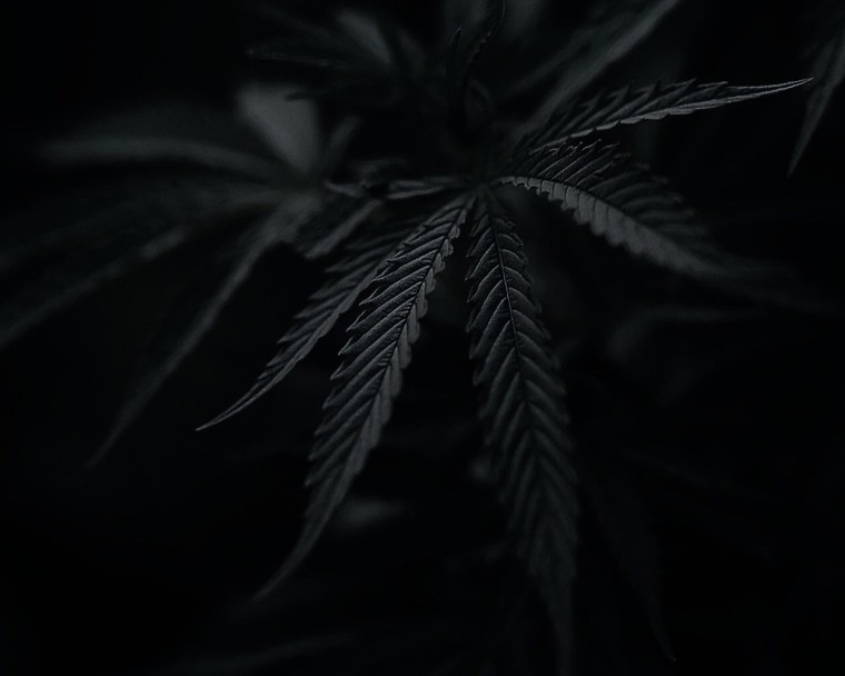 Черная конопля