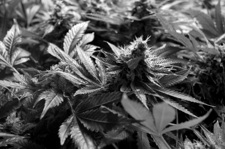 Темная конопля