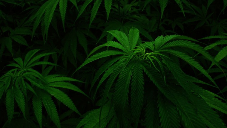 Марихуана фон