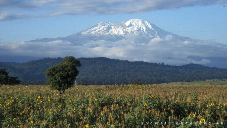 Предгорье Килиманджаро