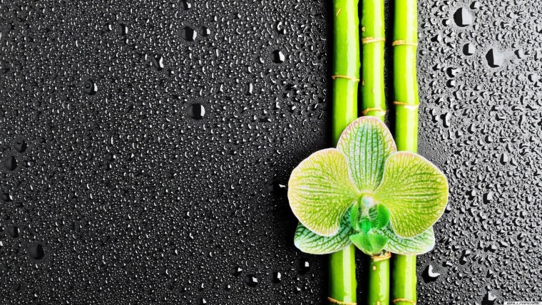 Обои на телефон вертикальные