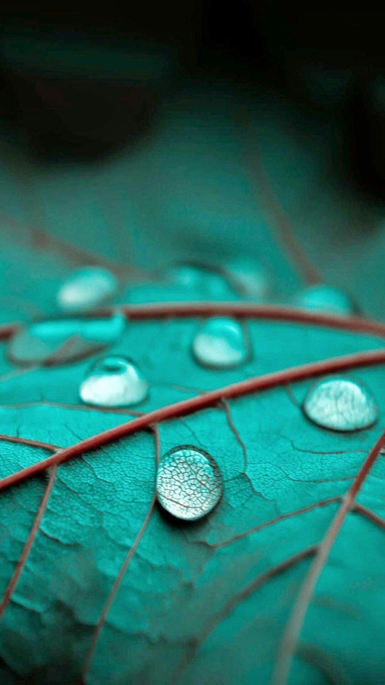 Необычная Макросъемка