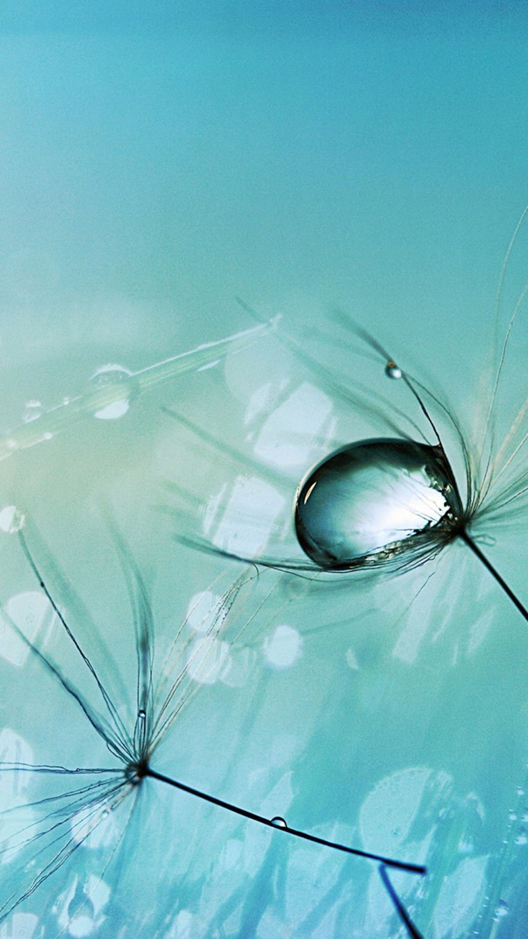 Тигр леопард гепард Ягуар