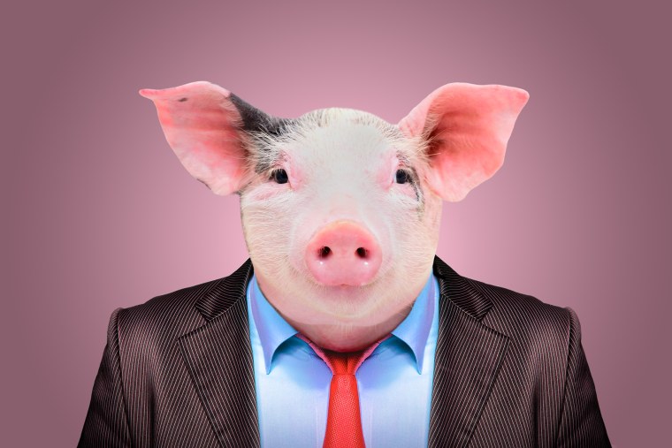 Свинья в пиджаке