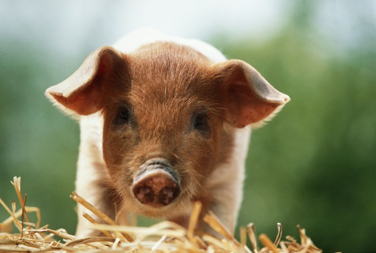 Поросенок на аву