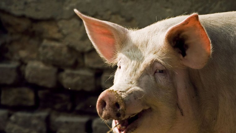 Большие свиньи