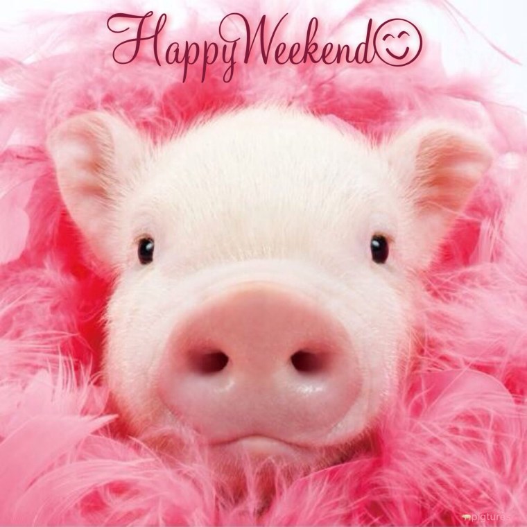 Розовый поросенок