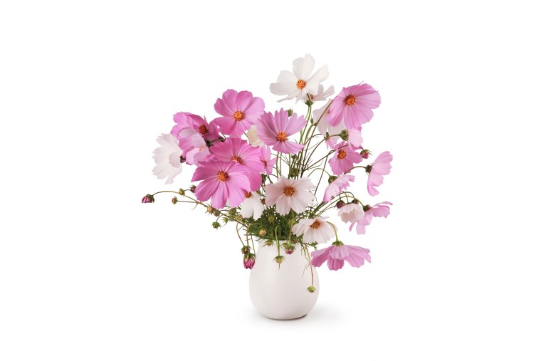 Космея цветок