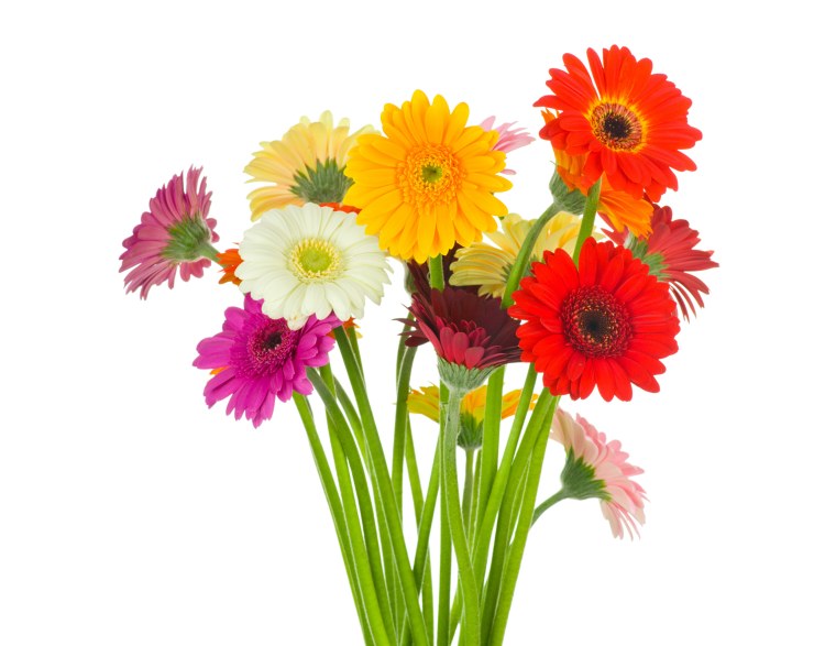 Гербера мини микс