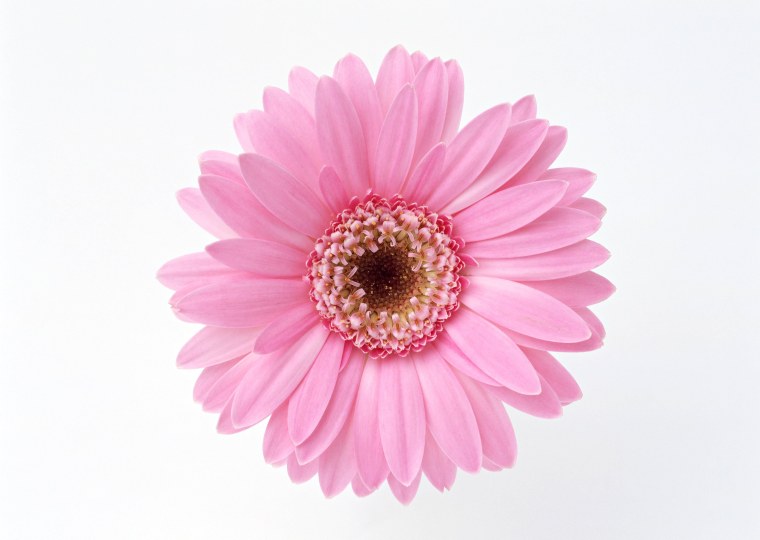 Цветы сверху