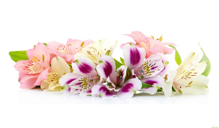 Букет «альстромерия»