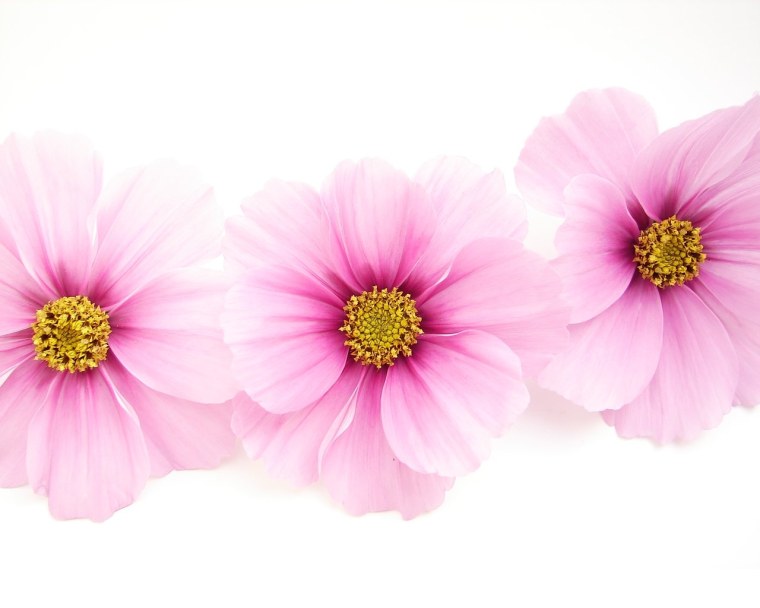 Цветы на белом фоне