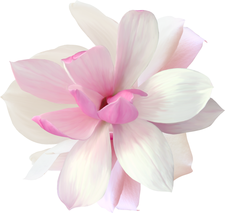 Цветы на белом фоне