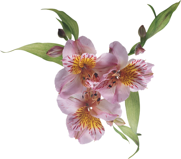 Альстрёмерия ЗТП