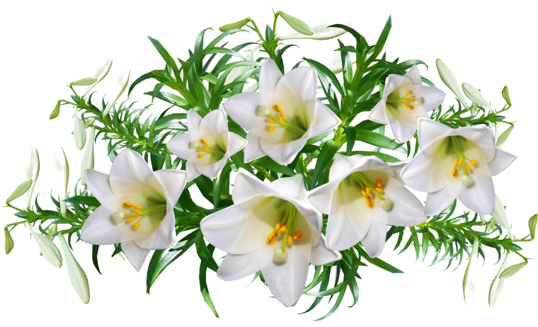 Лилии на белом фоне