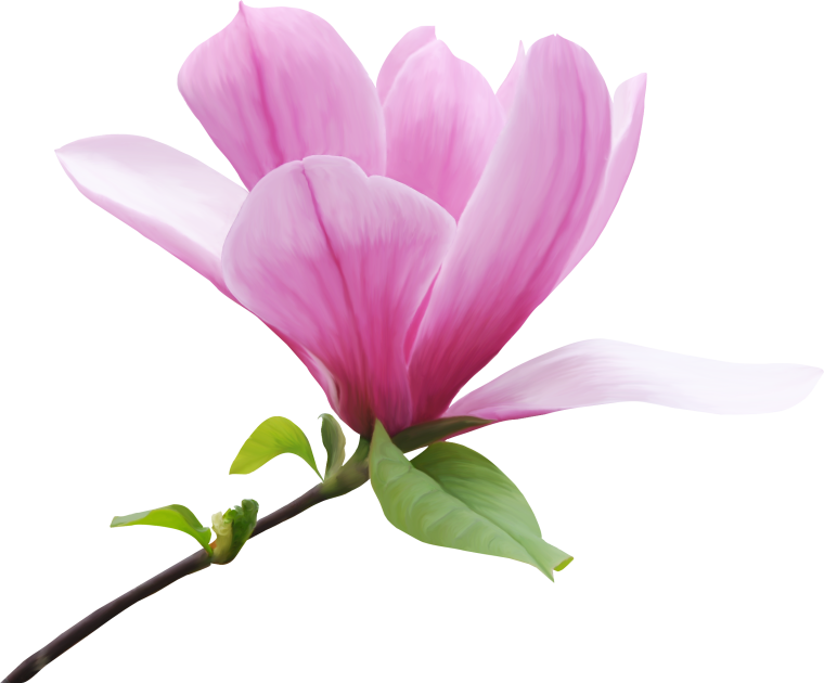 Цветы на прозрачном фоне