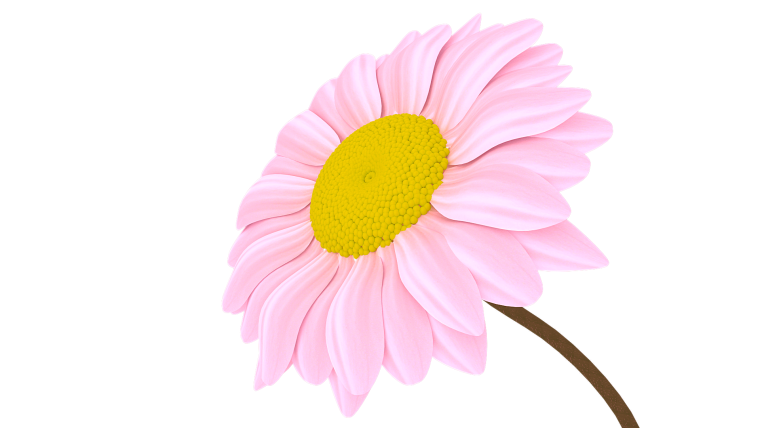 Розовая Ромашка на белом фоне