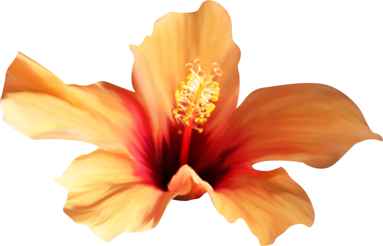 Оранжевые цветы на белом фоне