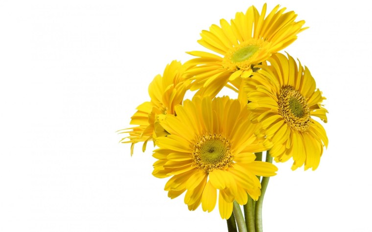 Жёлтый цветок