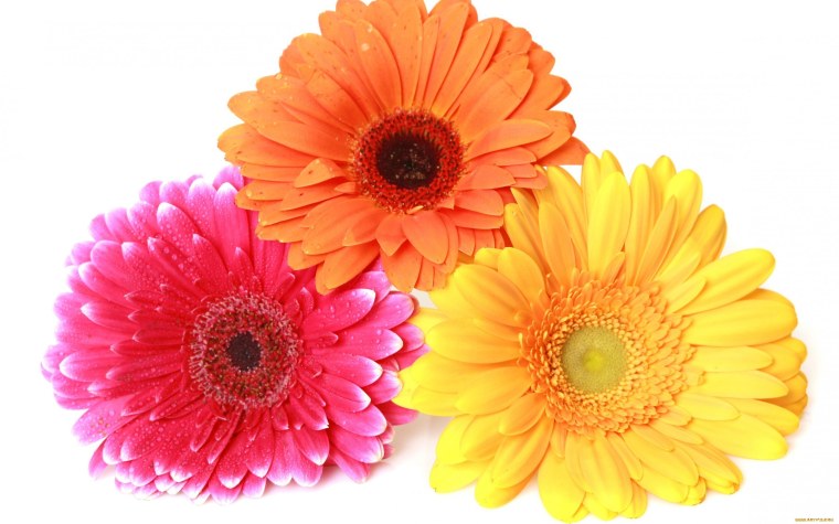 Гербера цветок
