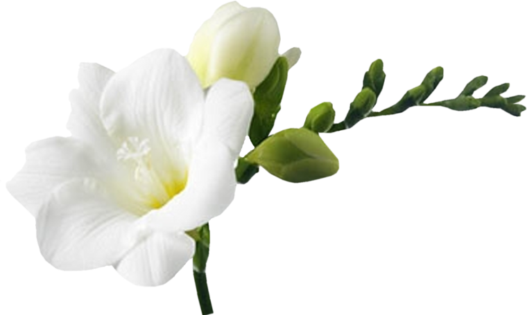 Фрезия сбоку