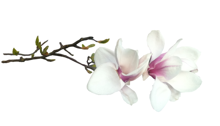 Цветы Магнолия ПГН
