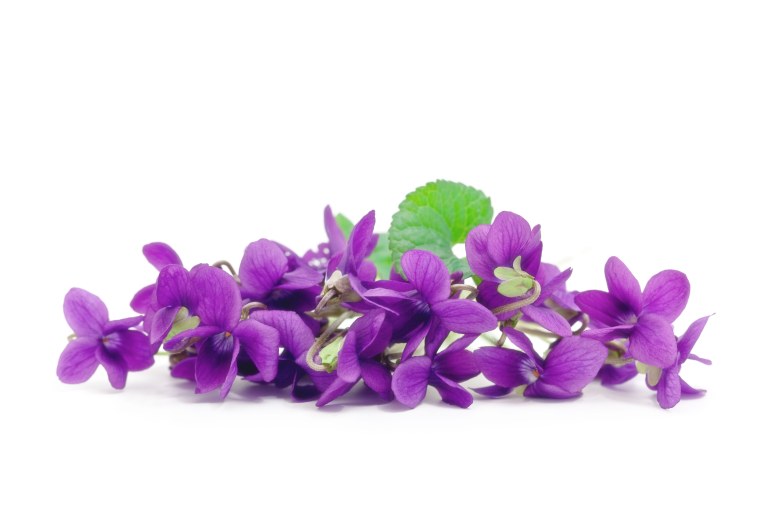 Фиолетовые цветы