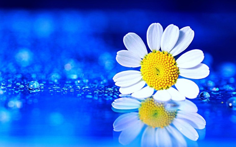 Ромашки на голубом фоне