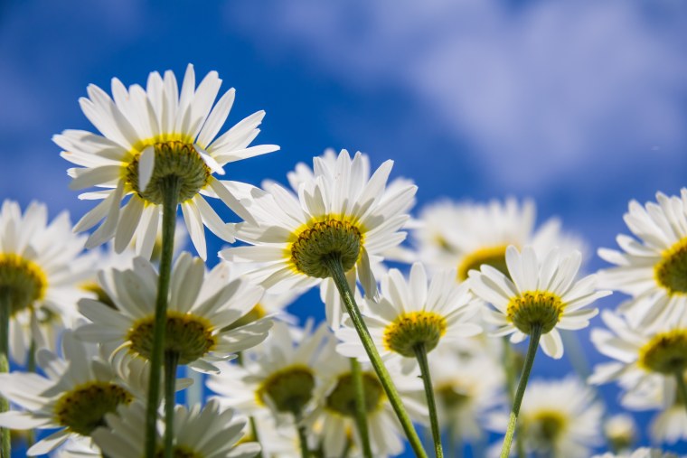 Ромашки на голубом небе