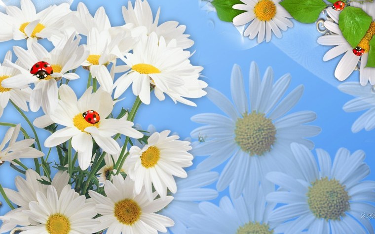 Обои на рабочий стол ромашки