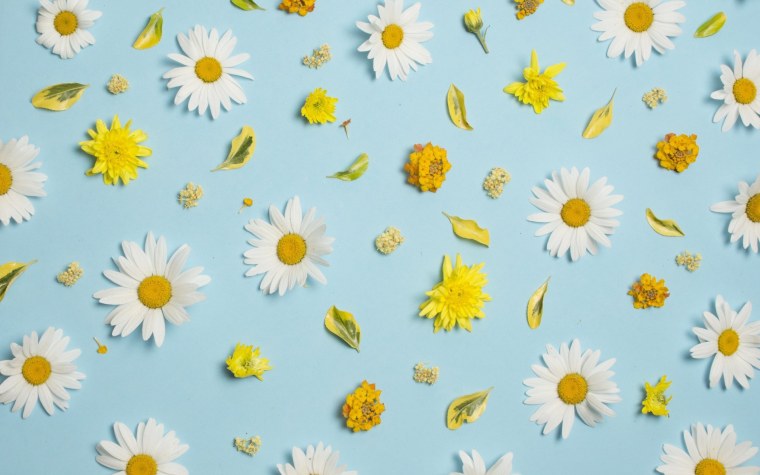 Нежный фон с ромашками
