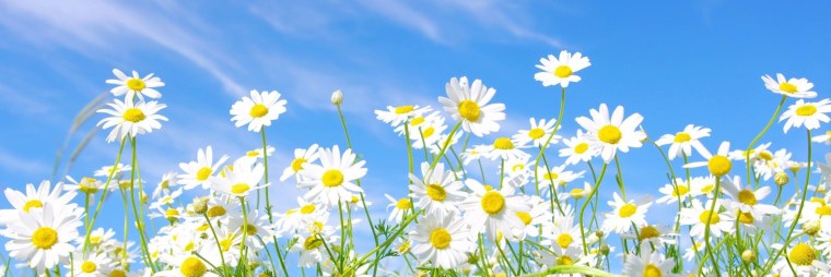 Баннер с ромашками