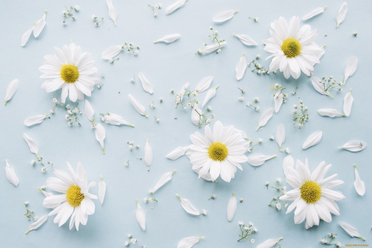 Маленькая Ромашка на голубом фоне