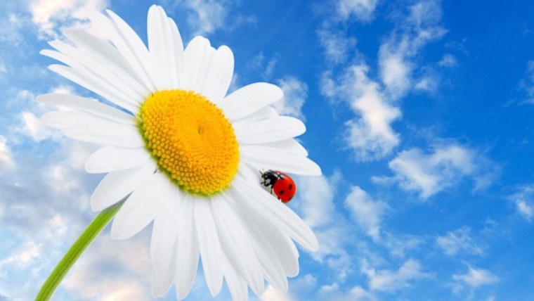 Ромашки и небо