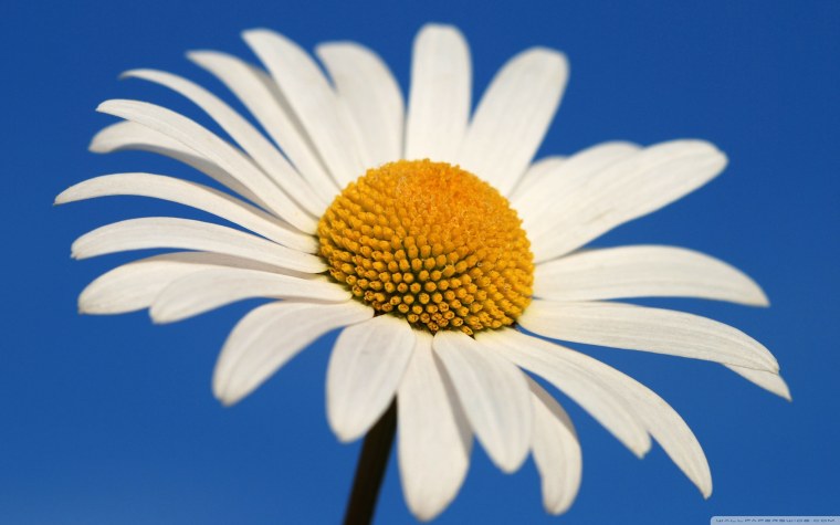 Две ромашки и голубое небо